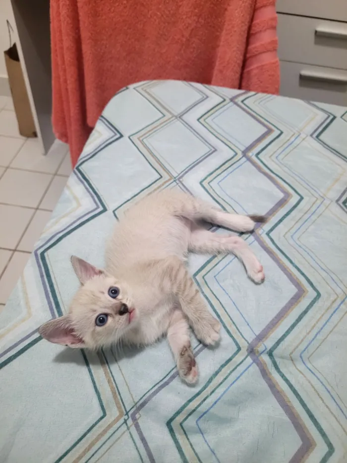 Gato raça SRD-ViraLata idade Abaixo de 2 meses nome Zuri