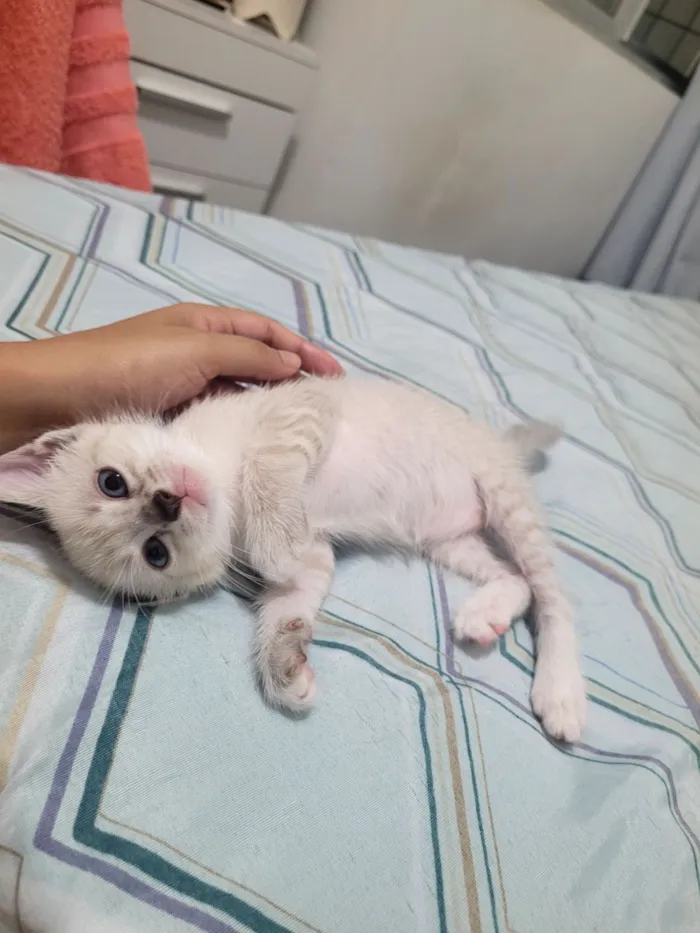 Gato raça SRD-ViraLata idade Abaixo de 2 meses nome Zuri