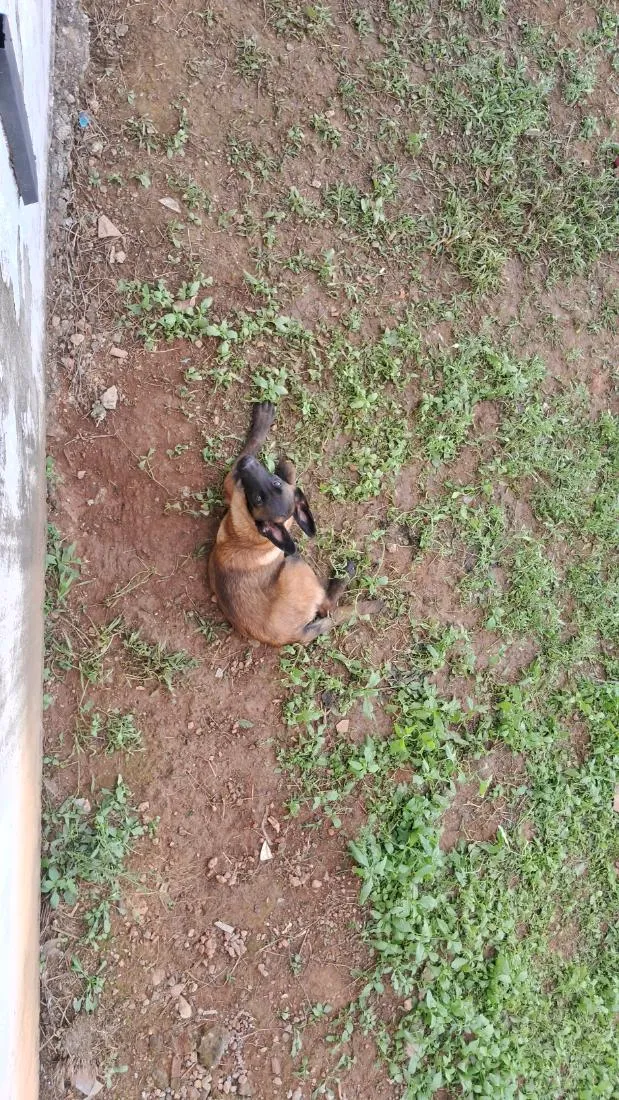 Cachorro raça Malinois  idade 2 a 6 meses nome Cruella