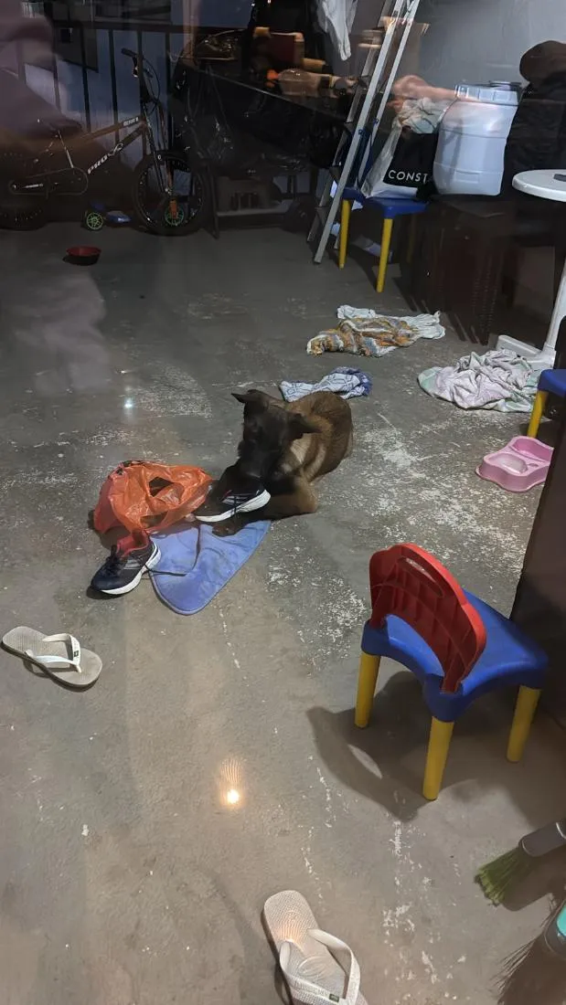 Cachorro raça Malinois  idade 2 a 6 meses nome Cruella