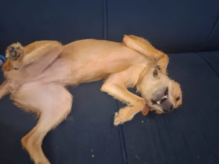 Cachorro raça SRD-ViraLata idade 1 ano nome Mel 