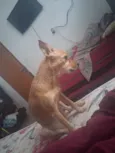 Mel 