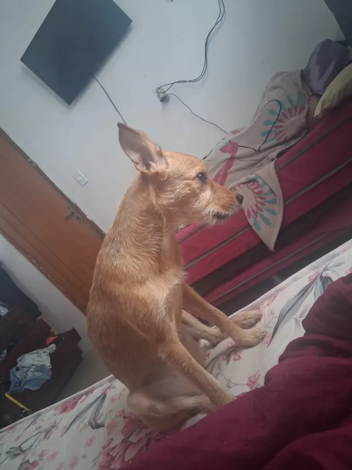 Cachorro raça SRD-ViraLata idade 1 ano nome Mel 