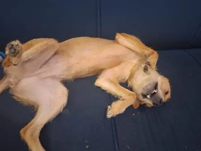 Cachorro raça SRD-ViraLata idade 1 ano nome Mel 