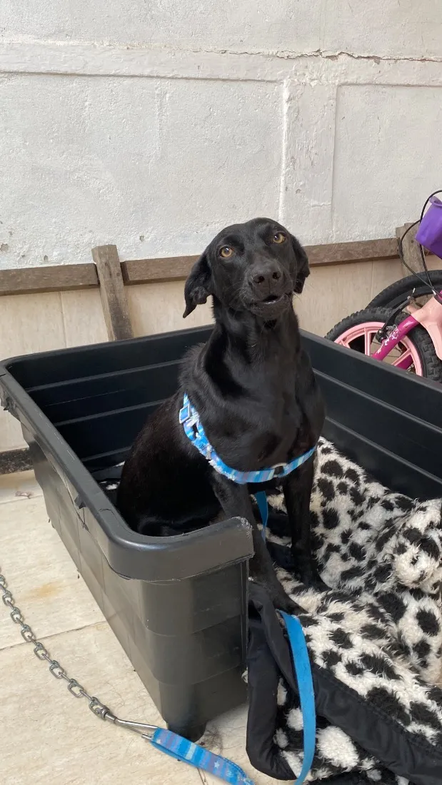 Cachorro raça SRD-ViraLata idade 2 a 6 meses nome Pretinha