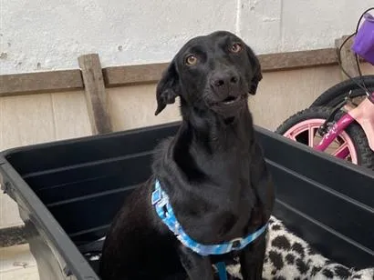 Cachorro raça SRD-ViraLata idade 2 a 6 meses nome Pretinha