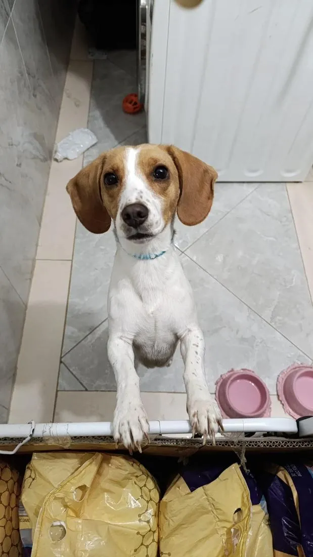 Cachorro raça SRD-ViraLata idade 2 anos nome Bingo