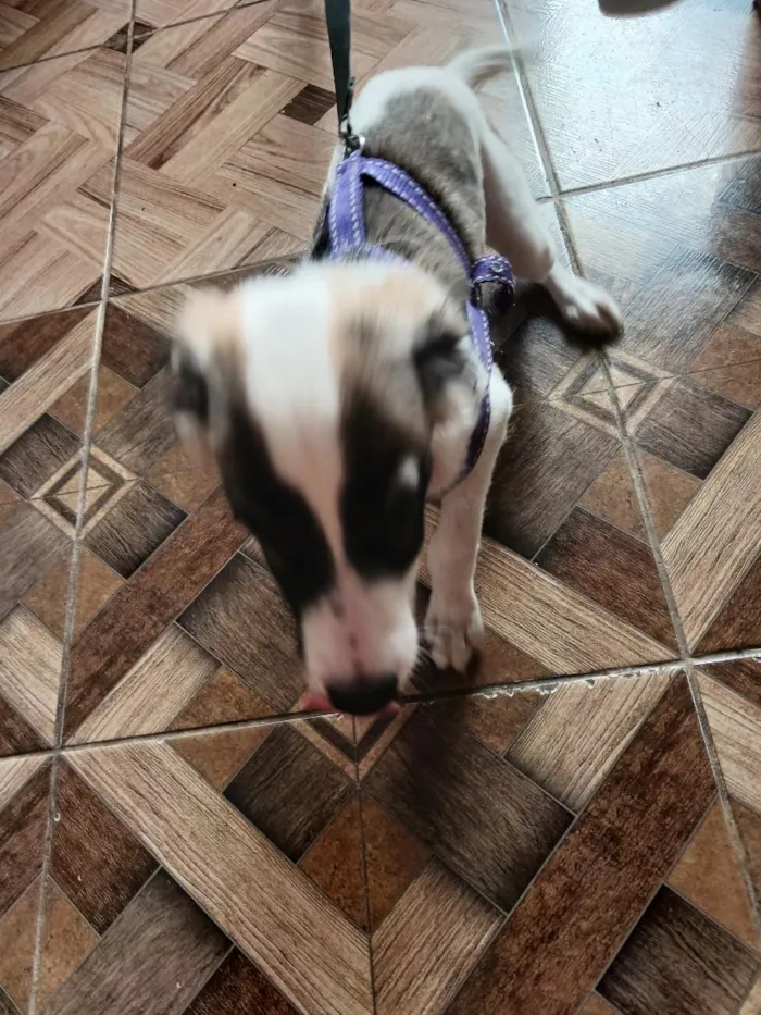 Cachorro raça SRD-ViraLata idade 2 a 6 meses nome pitty
