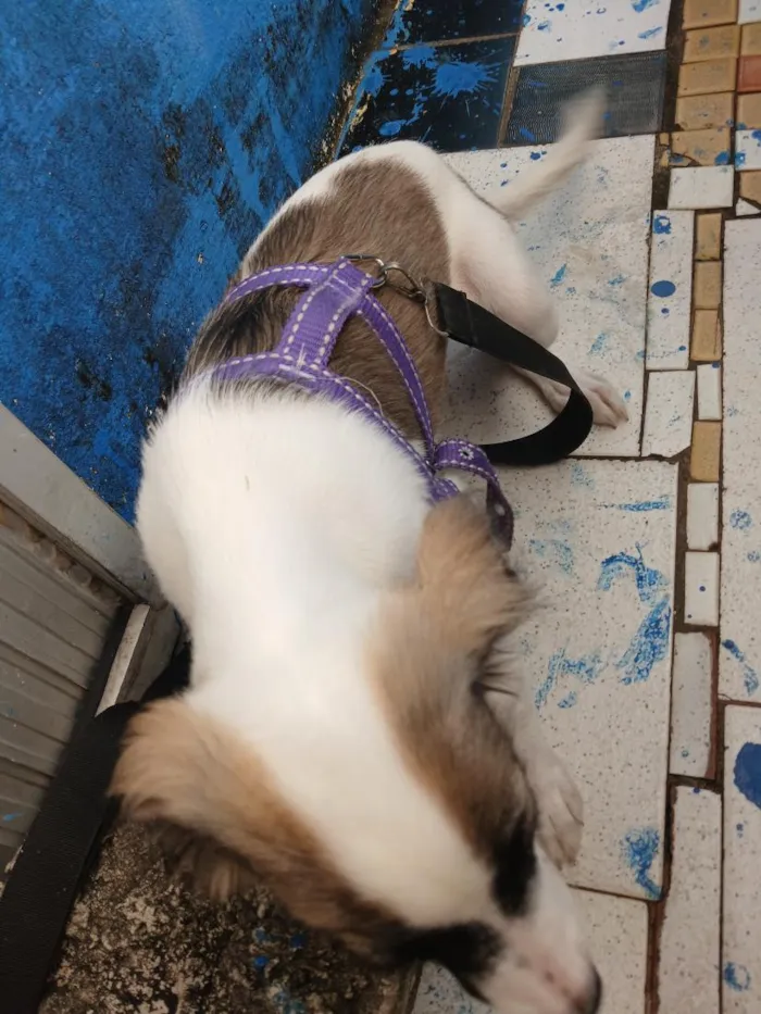 Cachorro raça SRD-ViraLata idade 2 a 6 meses nome pitty