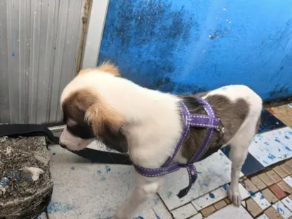 Cachorro raça SRD-ViraLata idade 2 a 6 meses nome pitty