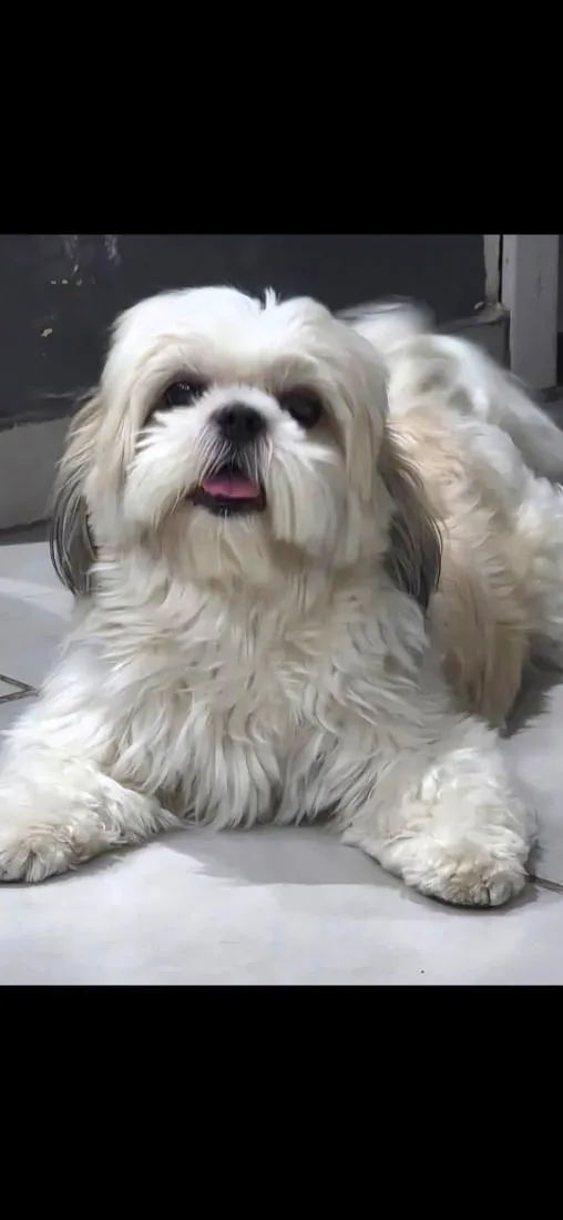 Cachorro raça Shitzu idade 5 anos nome suzy