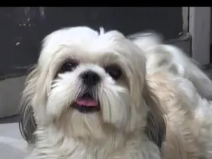 Cachorro raça Shitzu idade 5 anos nome suzy