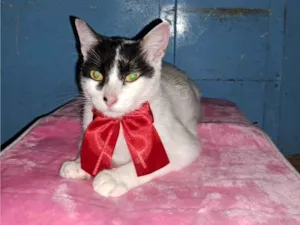 Gato raça SRD-ViraLata idade 1 ano nome Pepita