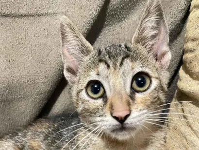 Gato raça SRD-ViraLata idade 2 a 6 meses nome Duas gatinhas lindas ??????