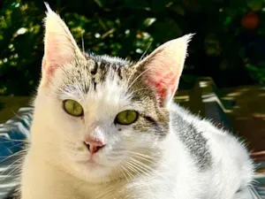 Gato raça SRD-ViraLata idade 7 a 11 meses nome Romeo