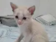 Apolo