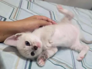 Gato raça SRD-ViraLata idade Abaixo de 2 meses nome Zuri