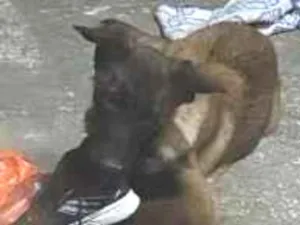 Cachorro raça Malinois  idade 2 a 6 meses nome Cruella
