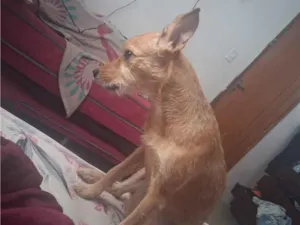 Cachorro raça SRD-ViraLata idade 1 ano nome Mel 