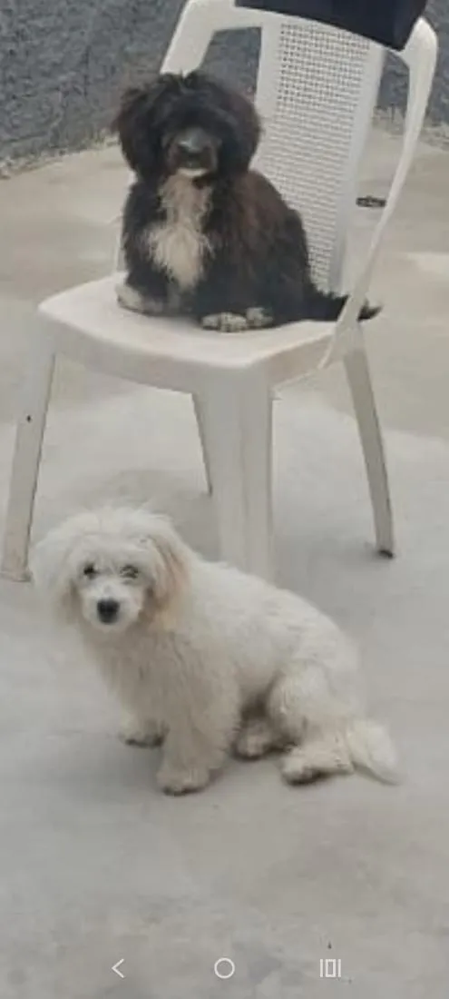 Cachorro raça Shitzu idade 1 ano nome tuco e a amora