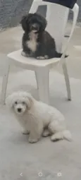 tuco e a amora