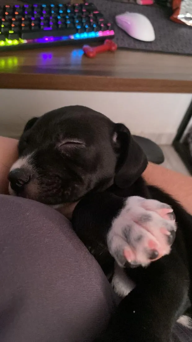 Cachorro raça SRD-ViraLata idade 2 a 6 meses nome Reboco