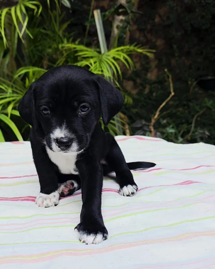 Cachorro raça SRD-ViraLata idade 2 a 6 meses nome Reboco