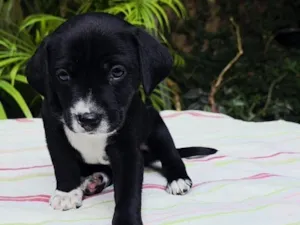 Cachorro raça SRD-ViraLata idade 2 a 6 meses nome Reboco