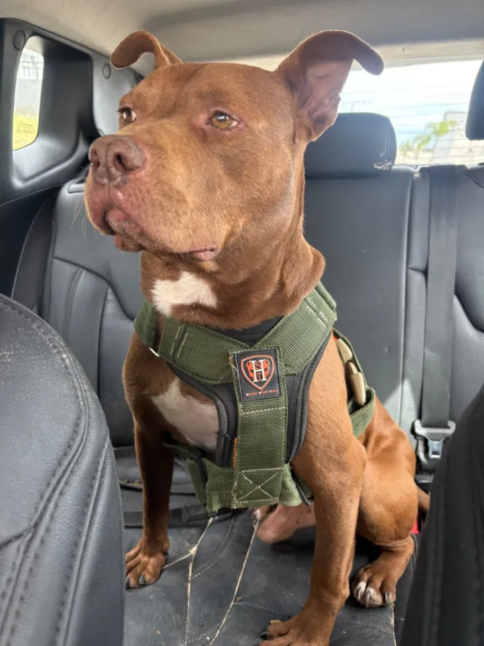 Cachorro raça Pit-Bull idade 6 ou mais anos nome Jonny