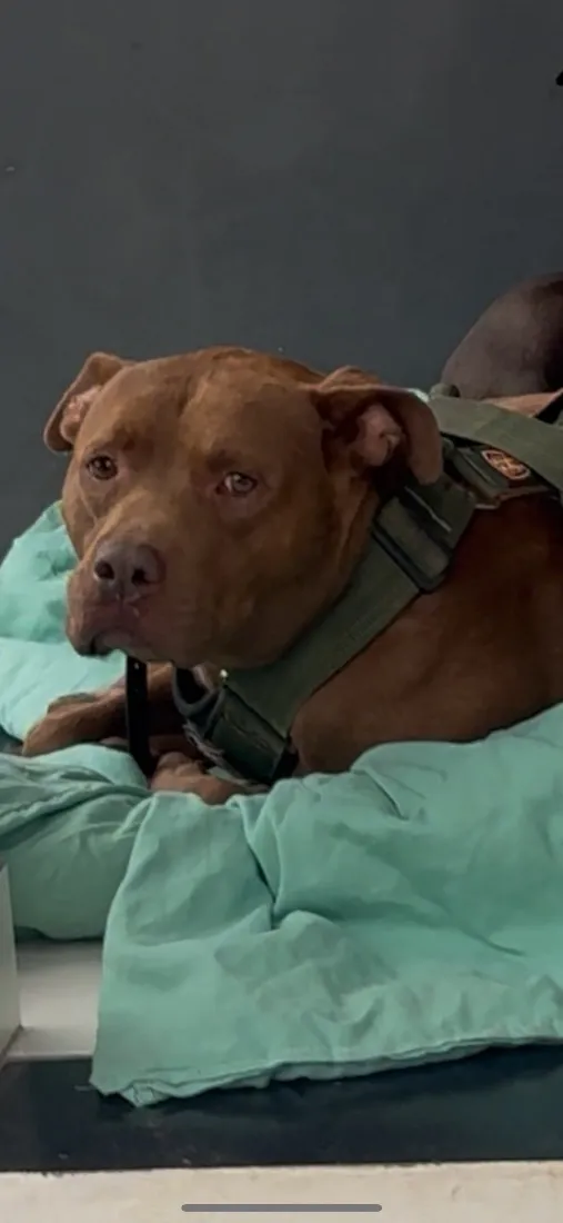 Cachorro raça Pit-Bull idade 6 ou mais anos nome Jonny