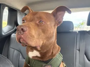 Cachorro raça Pit-Bull idade 6 ou mais anos nome Jonny