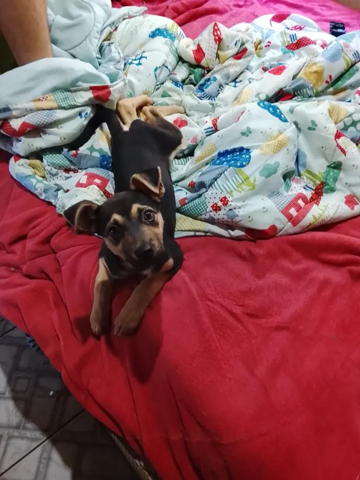 Cachorro raça SRD-ViraLata idade 2 a 6 meses nome Luna