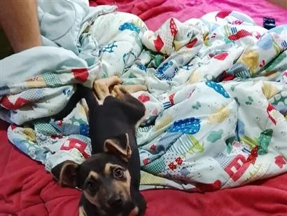 Cachorro raça SRD-ViraLata idade 2 a 6 meses nome Luna