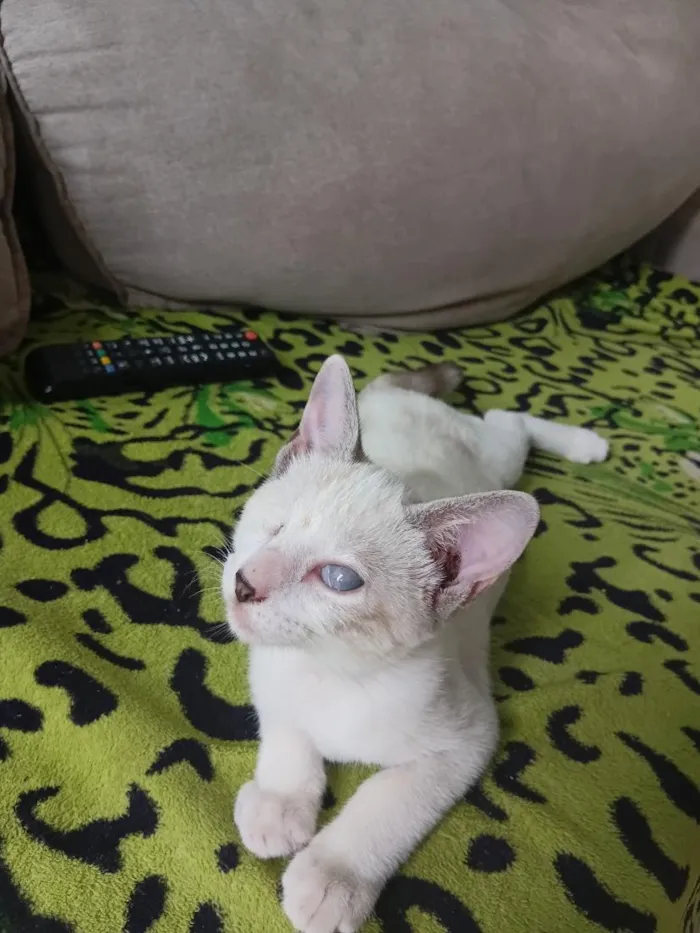 Gato raça SRD-ViraLata idade 2 a 6 meses nome coraline 