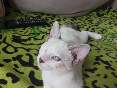 Gato raça SRD-ViraLata idade 2 a 6 meses nome coraline 
