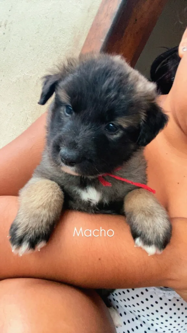 Cachorro raça SRD-ViraLata idade Abaixo de 2 meses nome Filhotes