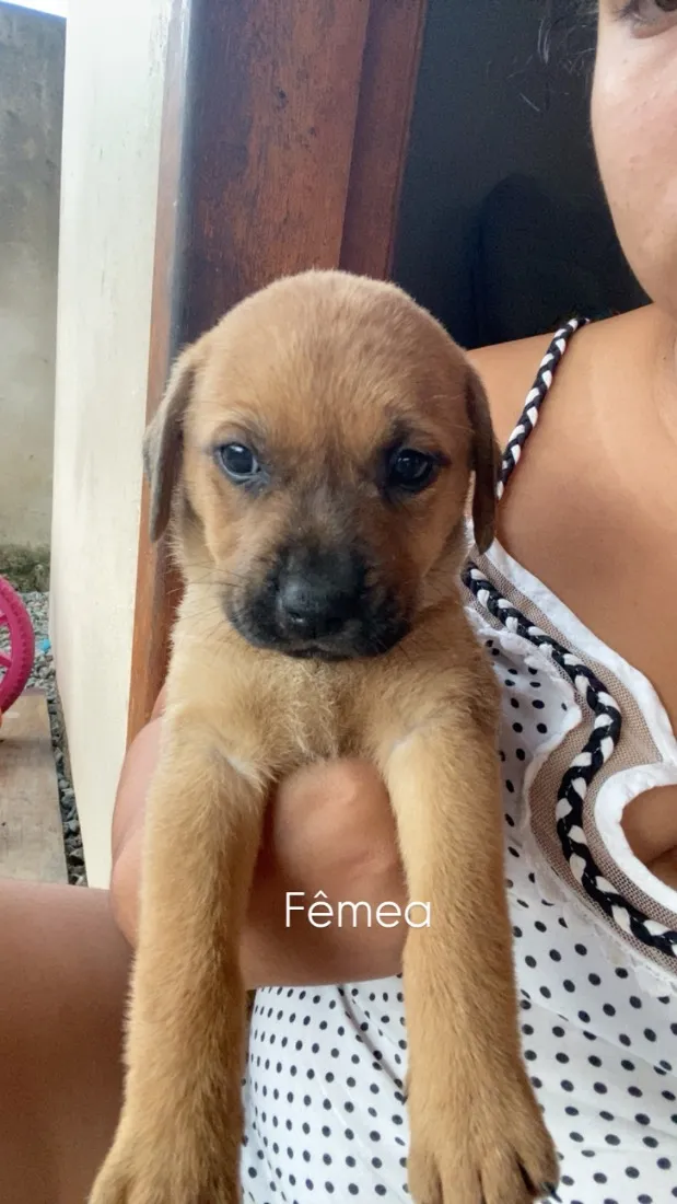 Cachorro raça SRD-ViraLata idade Abaixo de 2 meses nome Filhotes