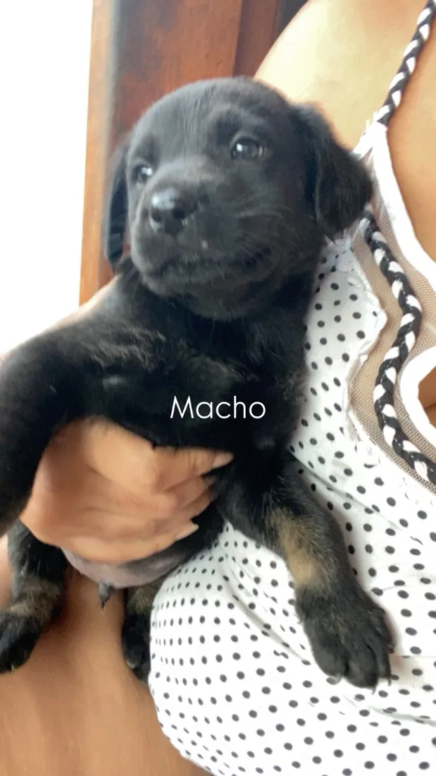 Cachorro raça SRD-ViraLata idade Abaixo de 2 meses nome Filhotes