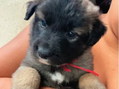 Cachorro raça SRD-ViraLata idade Abaixo de 2 meses nome Filhotes