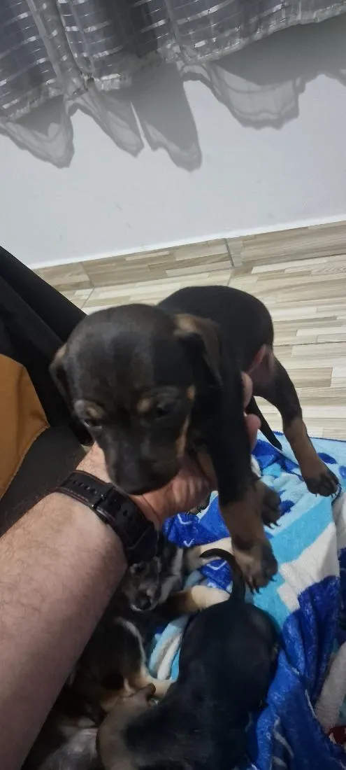 Cachorro raça SRD-ViraLata idade Abaixo de 2 meses nome Sem. Nome
