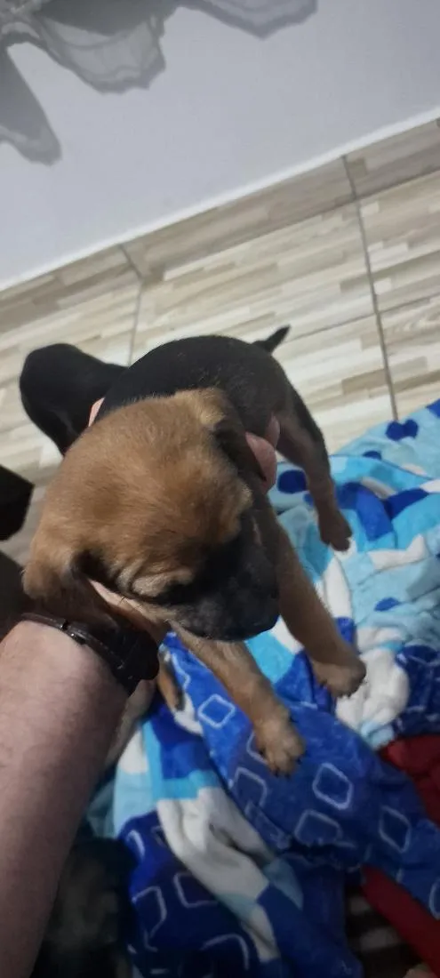 Cachorro raça SRD-ViraLata idade Abaixo de 2 meses nome Sem. Nome