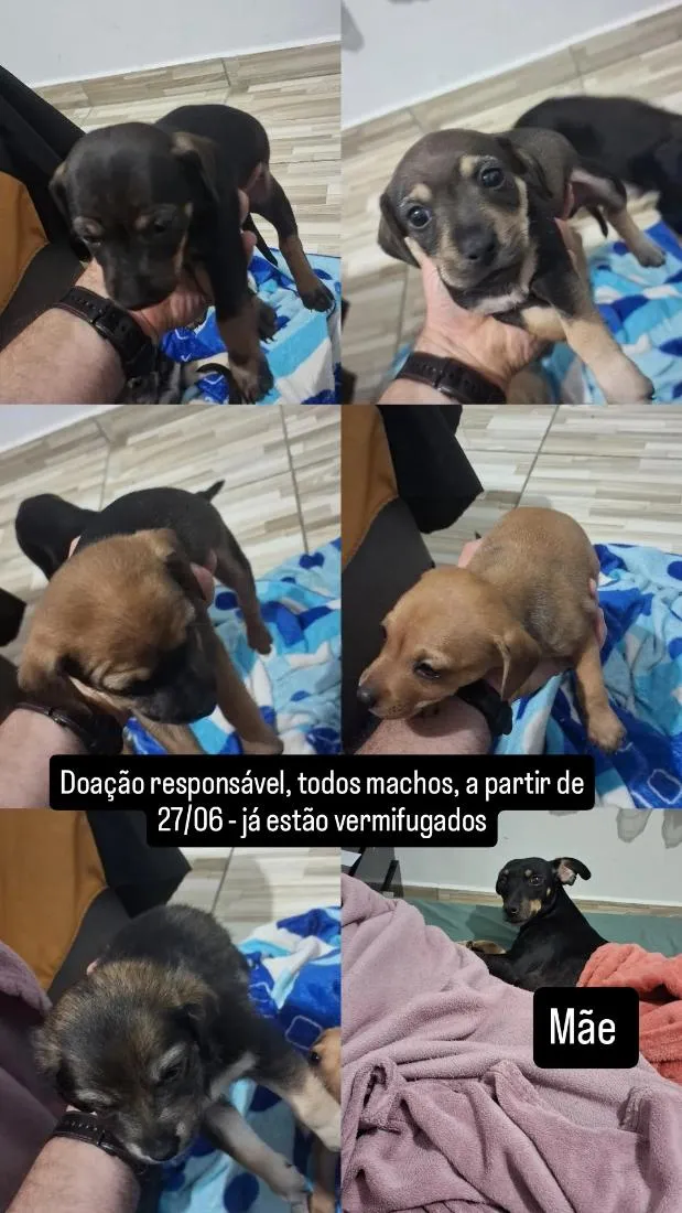 Cachorro raça SRD-ViraLata idade Abaixo de 2 meses nome Sem. Nome
