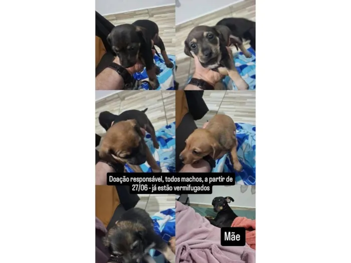 Cachorro raça SRD-ViraLata idade Abaixo de 2 meses nome Sem. Nome