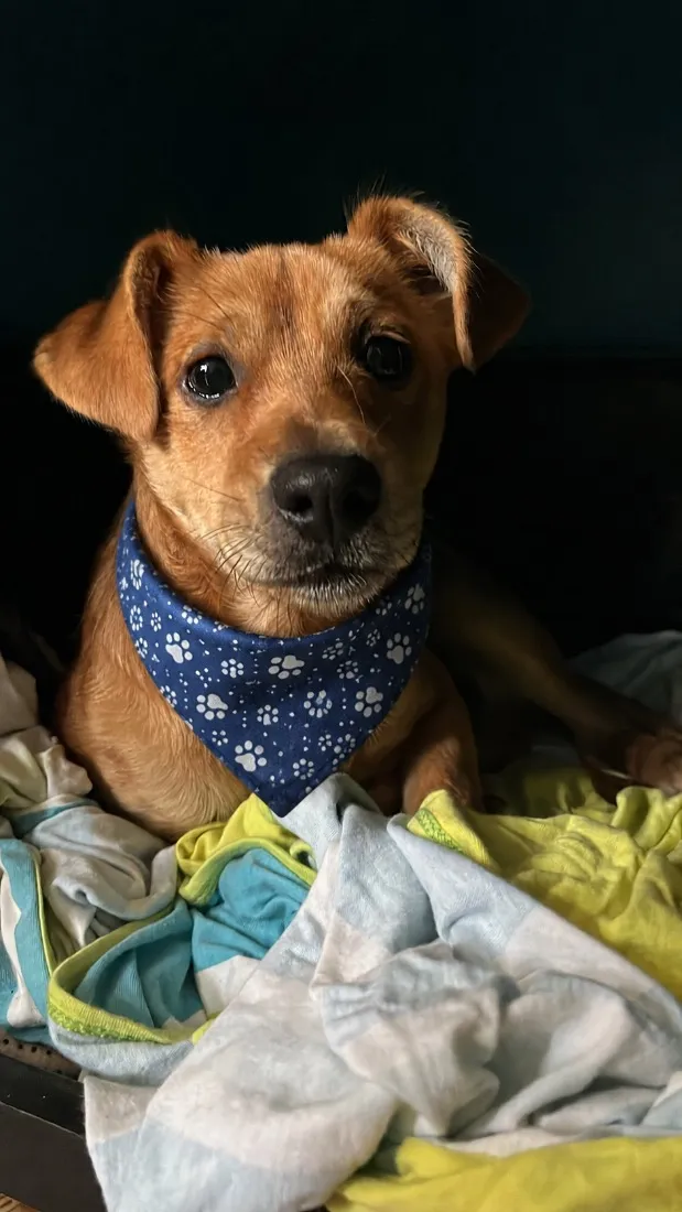 Cachorro raça SRD-ViraLata idade 2 a 6 meses nome Sem nome 