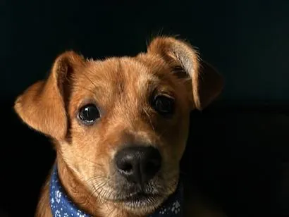 Cachorro raça SRD-ViraLata idade 2 a 6 meses nome Sem nome 