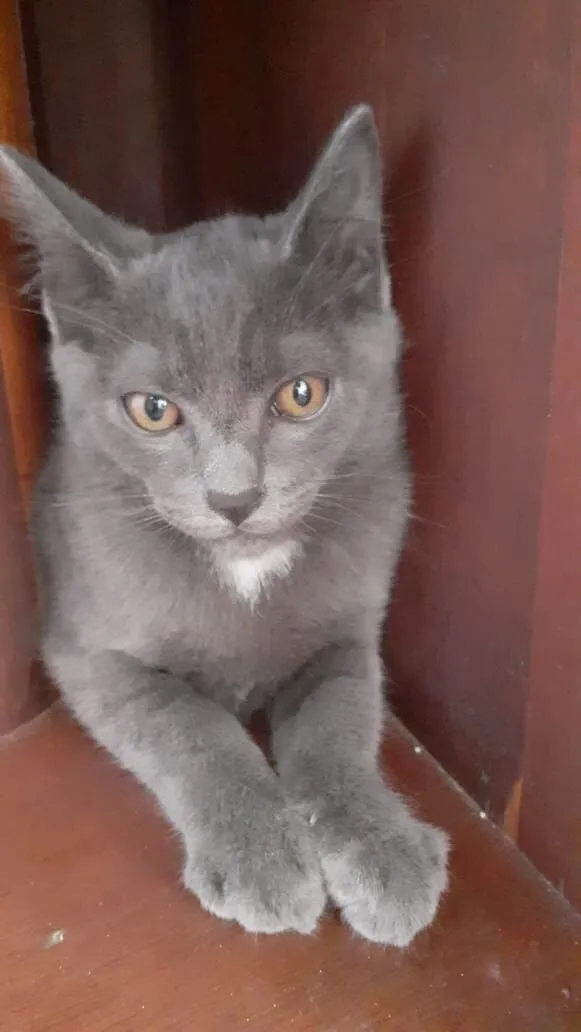 Gato raça SRD-ViraLata idade 2 a 6 meses nome Sem nome