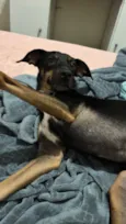 Ameixa