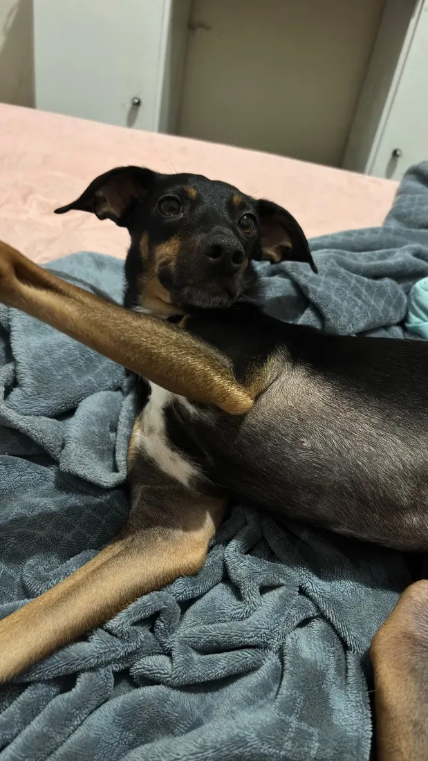 Cachorro raça SRD-ViraLata idade 3 anos nome Ameixa