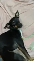 Ameixa