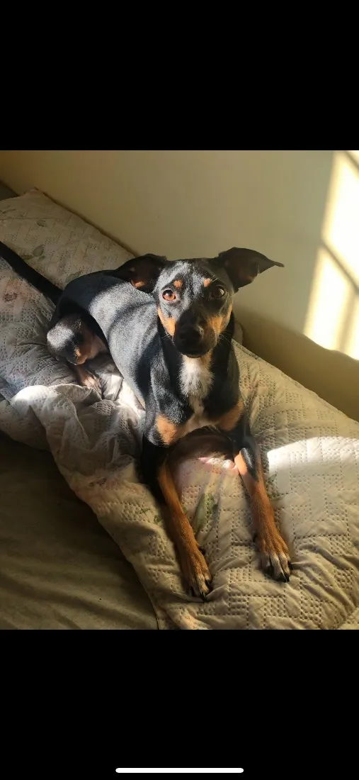Cachorro raça SRD-ViraLata idade 3 anos nome Ameixa